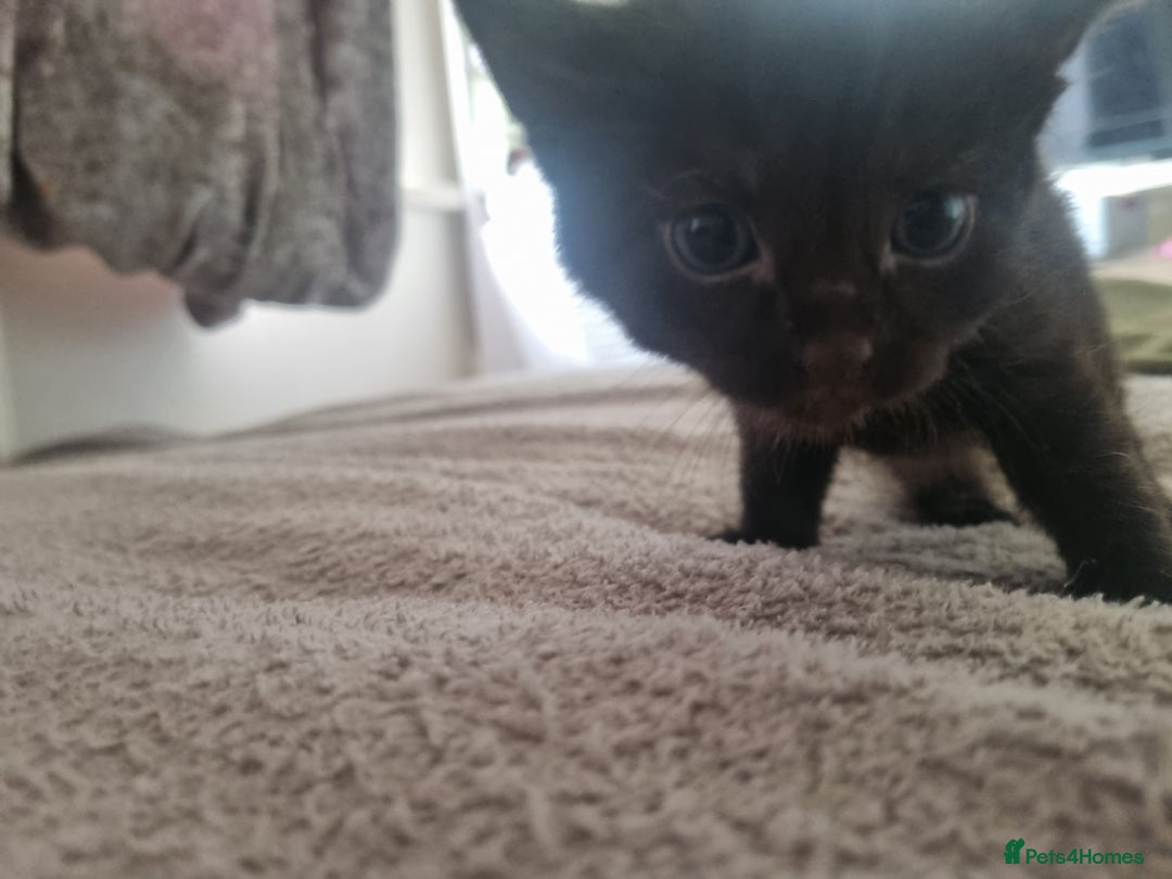 British Shorthair cats for sale: Kittens ready to go to new homes  - Image 2