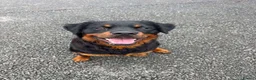 Rottweiler dogs for sale: Rottweiler male one year old  - Advert 2