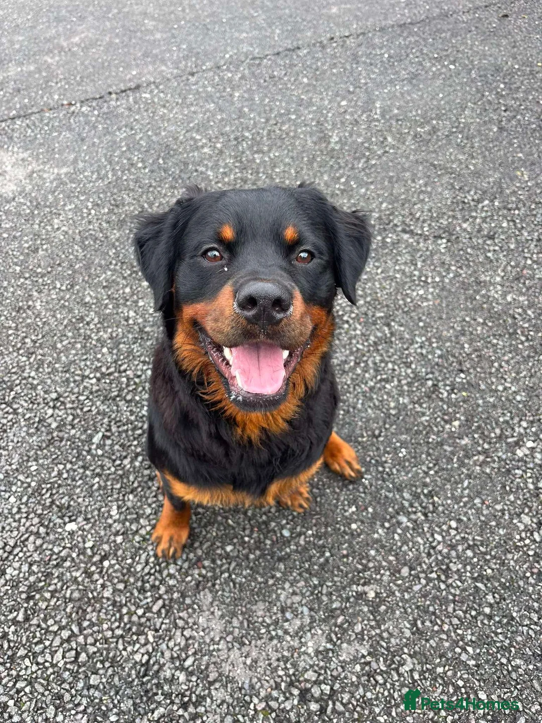 Rottweiler dogs for sale: Rottweiler male one year old  - Advert 2