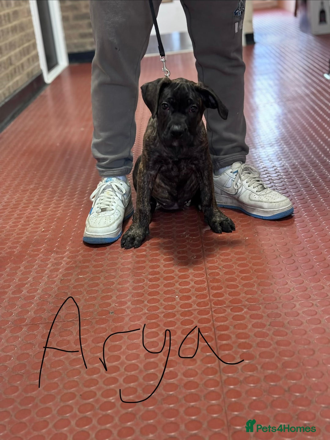 Presa Canario dogs for sale: Presa Canario Puppies  - Advert 13