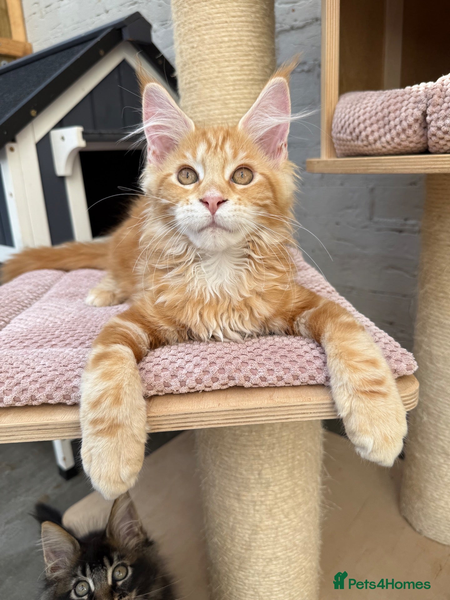 Maine Coon cats TICa reg 9 XXL Massive Red Kittens - Advert 2
