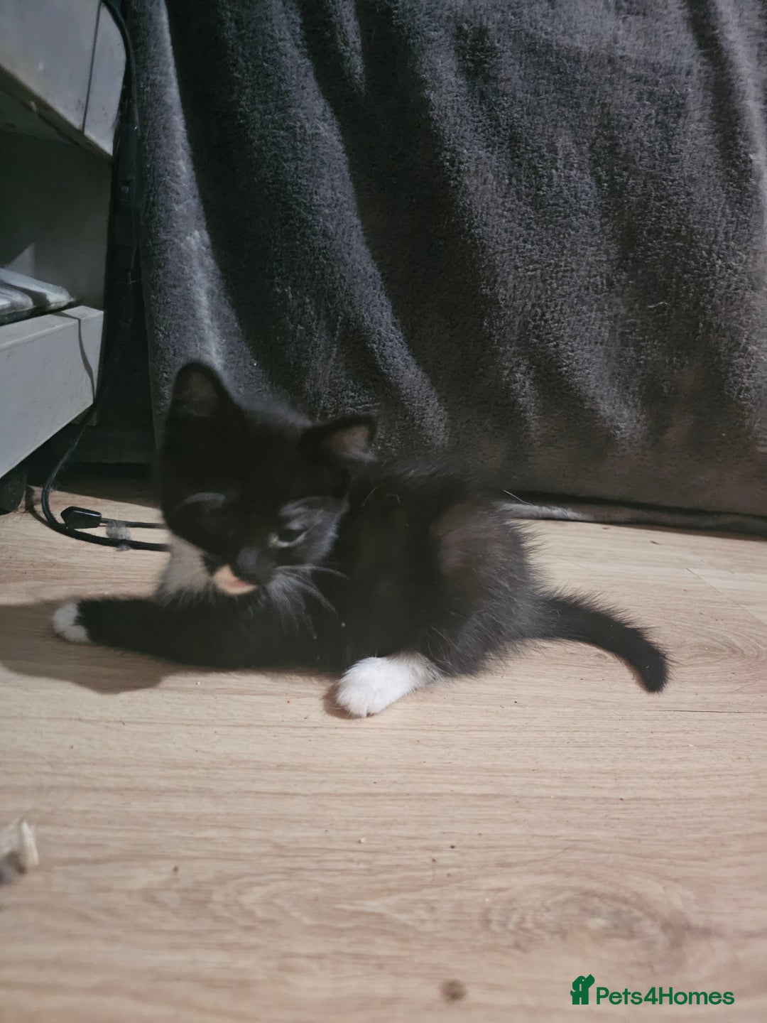 Mixed Breed cats for sale: Adorable kittens for sale - Advert 13