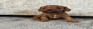 Cavalier King Charles Spaniel 4