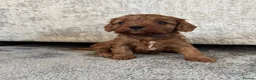 Cavalier King Charles Spaniel dogs for sale: Beautiful Cavalier King Charles Spaniel Puppies in Coventry - Advert 10
