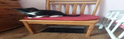 Mixed Breed cats for sale: Female kitten  - Advert 11
