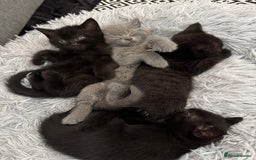 British Shorthair cats for sale: 🐾✨ 4 Tiny Superstars ✨🐾 - Image 4