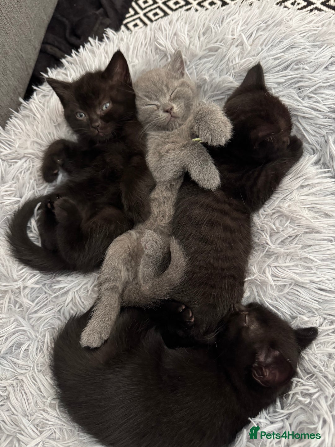 British Shorthair cats for sale: 🐾✨ 4 Tiny Superstars ✨🐾 - Image 4