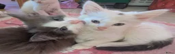 Domestic Shorthair cats for sale: Beautiful kittens - Advert 2