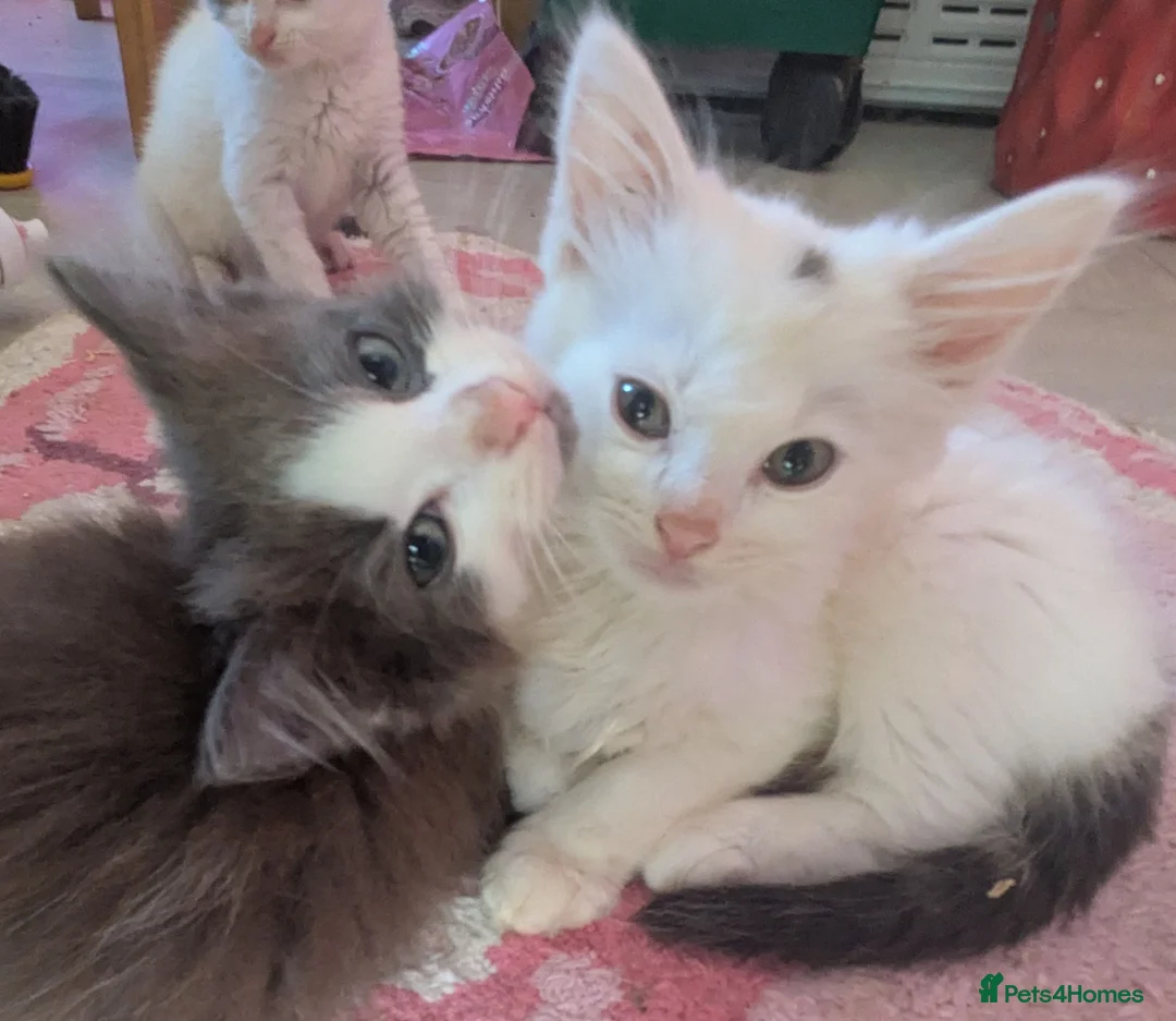 Domestic Shorthair cats for sale: Beautiful kittens - Advert 2