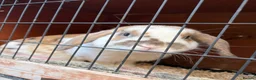 Cashmere Lop rabbits for sale: Cashmere lop rabbit  in Bridlington - Advert 5