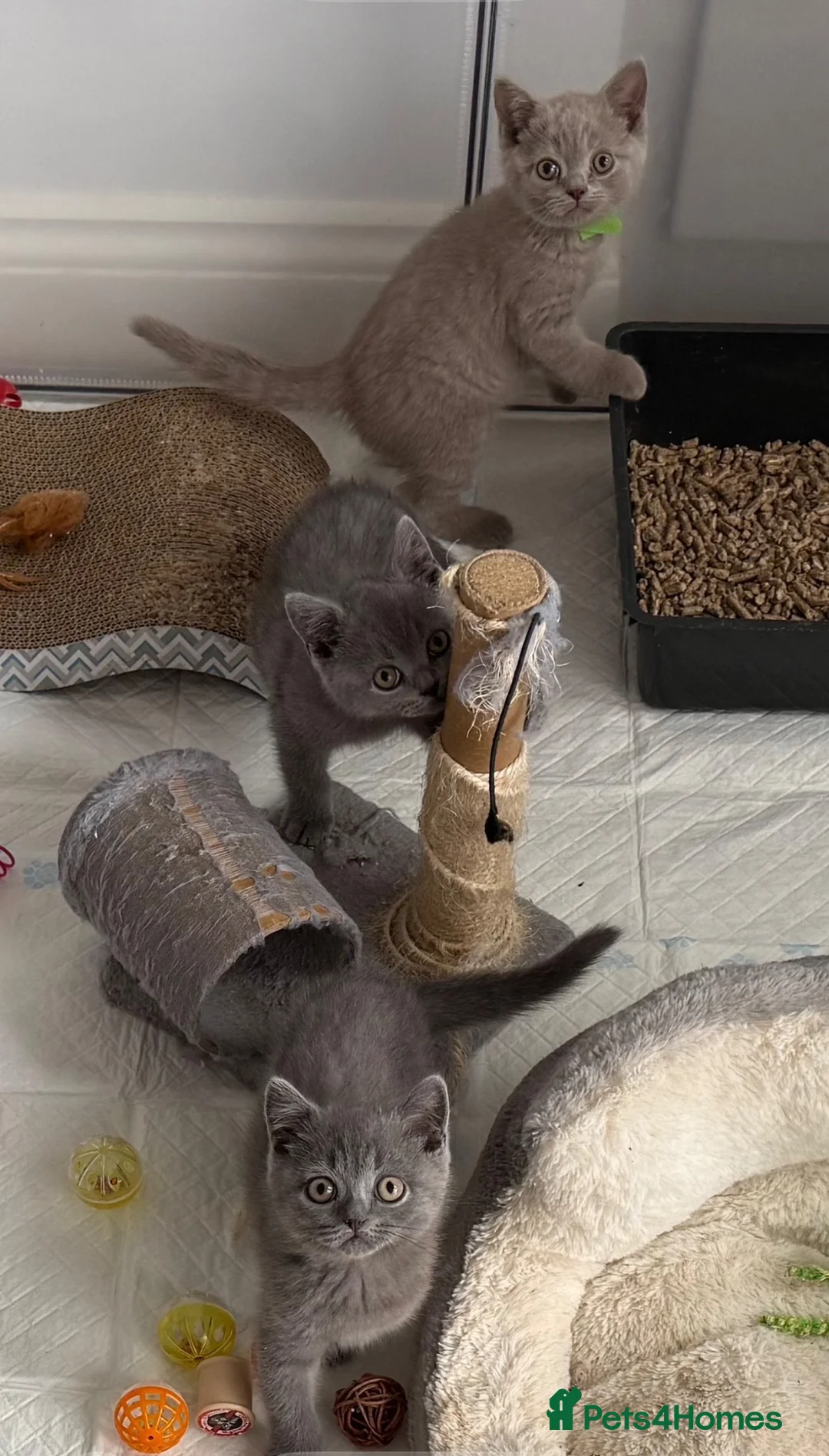 British Shorthair cats for sale: 💙Male kittens ready now💙 - Advert 2