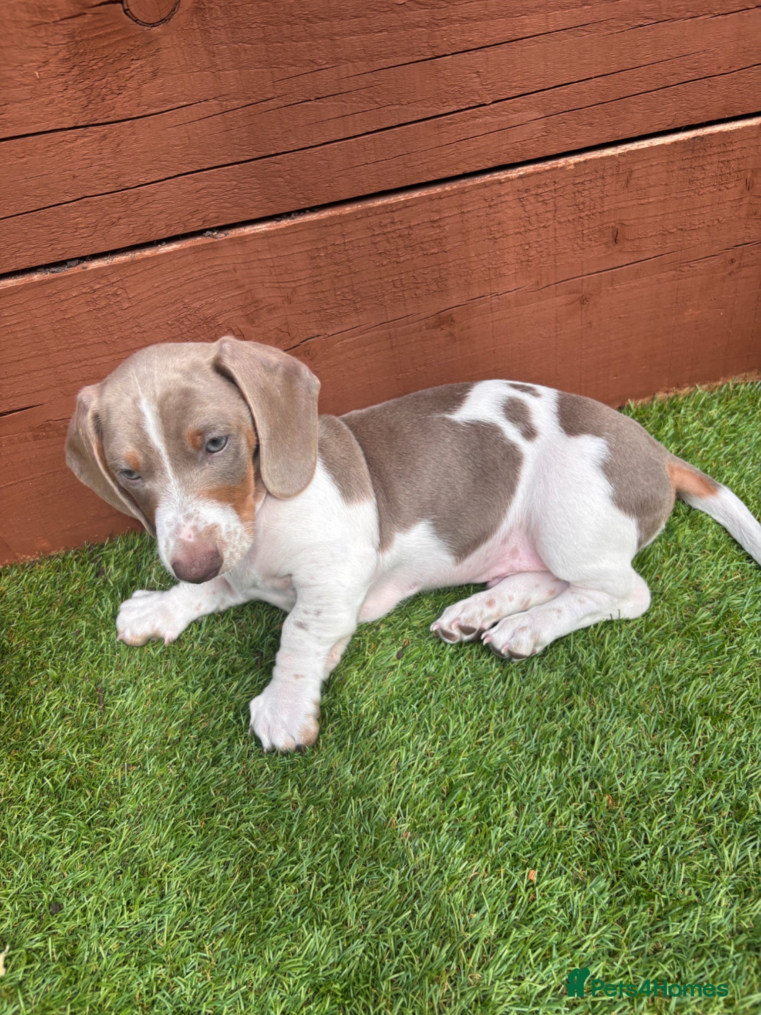 Dachshund dogs for sale: Dachshund Piebald puppy SOLD - Advert 5