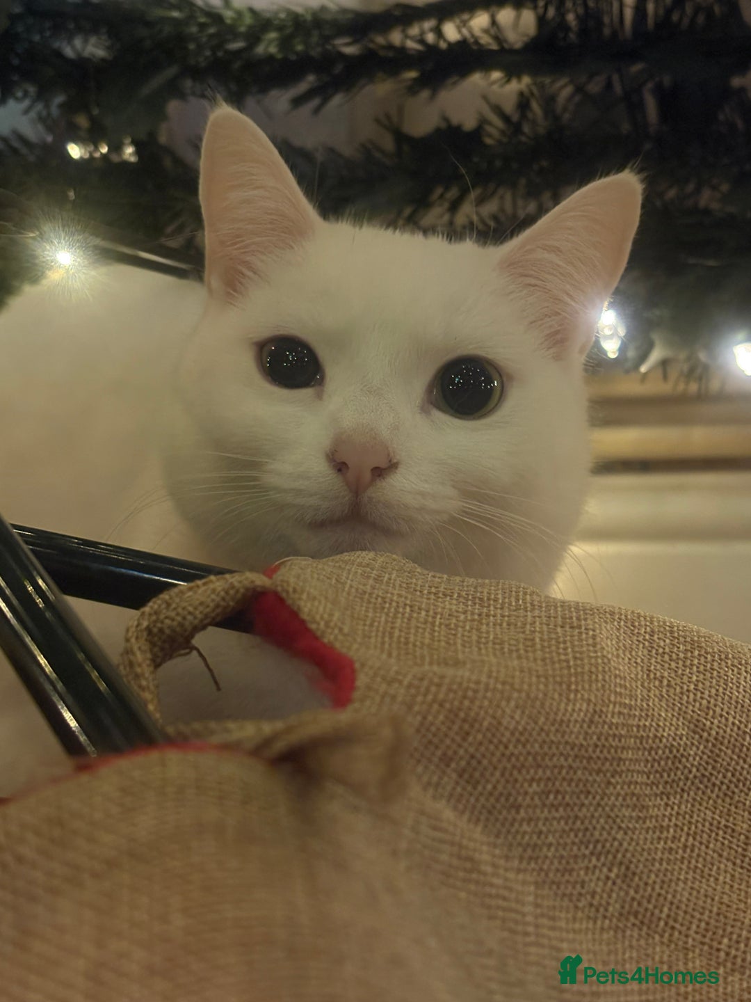 Mixed Breed cats for sale: 2 white female cats - Advert 3