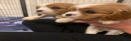 Cavalier King Charles Spaniel dogs for sale: HEALTH TESTED PARENTS King Charles cavalier pups  - Advert 13