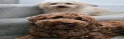 Cockapoo dogs for sale: Rehoming our lovely girl - Ora - Advert 5