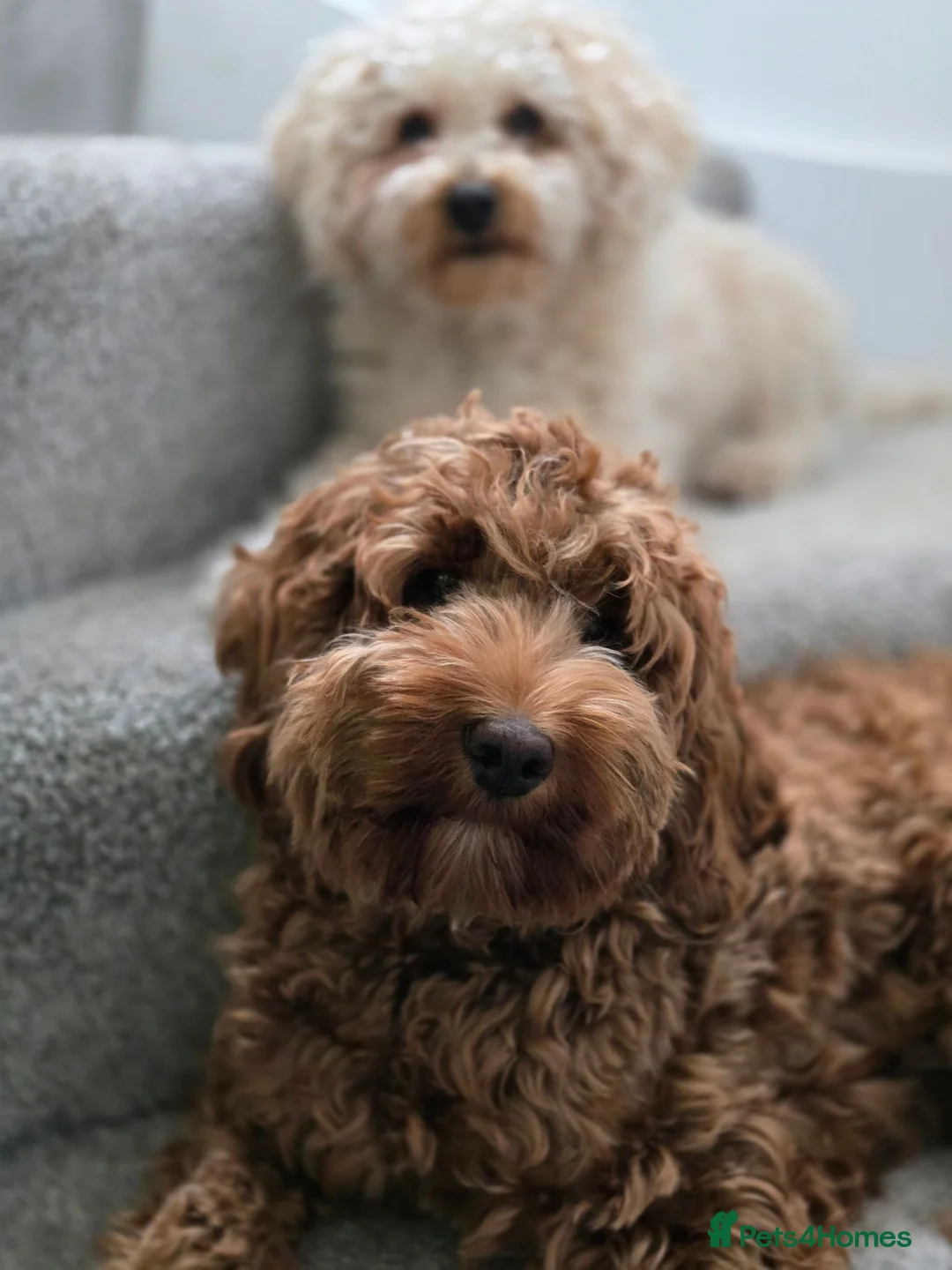 Cockapoo dogs for sale: Rehoming our lovely girl - Ora - Advert 5