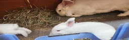 New Zealand rabbits for sale: New Zealand × Cali, Pure Cali & Rex Cross Rabbits - Advert 2