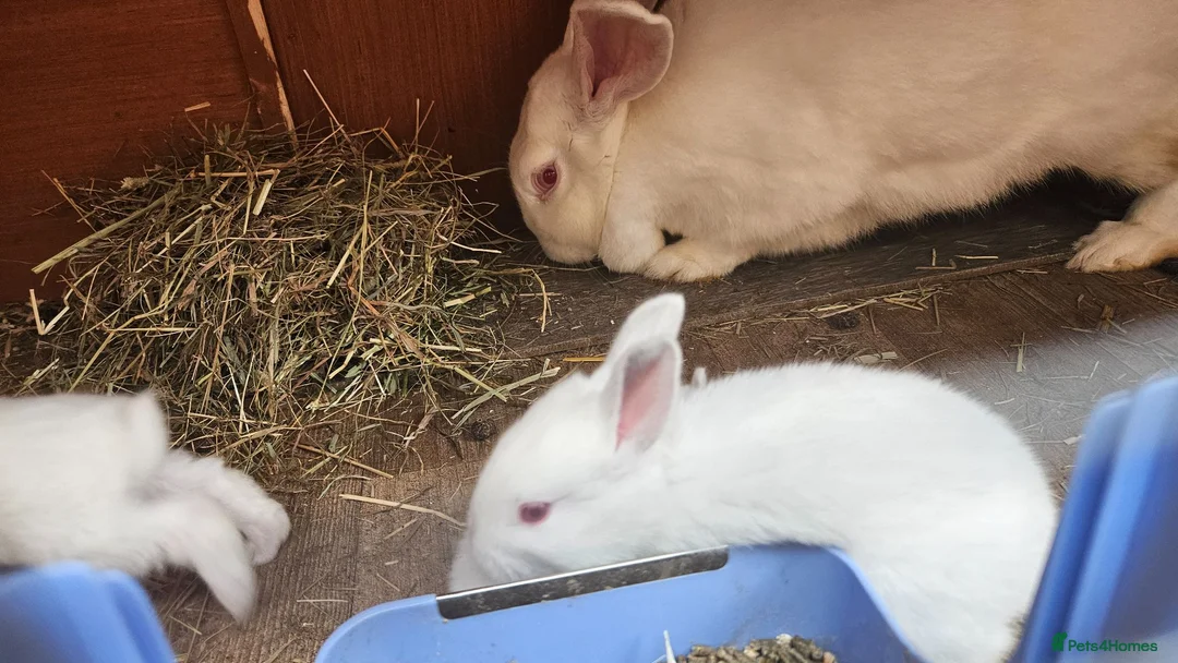 New Zealand rabbits for sale: New Zealand × Cali, Pure Cali & Rex Cross Rabbits - Advert 2