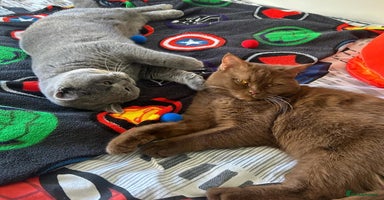 British Shorthair cats - Advert 3