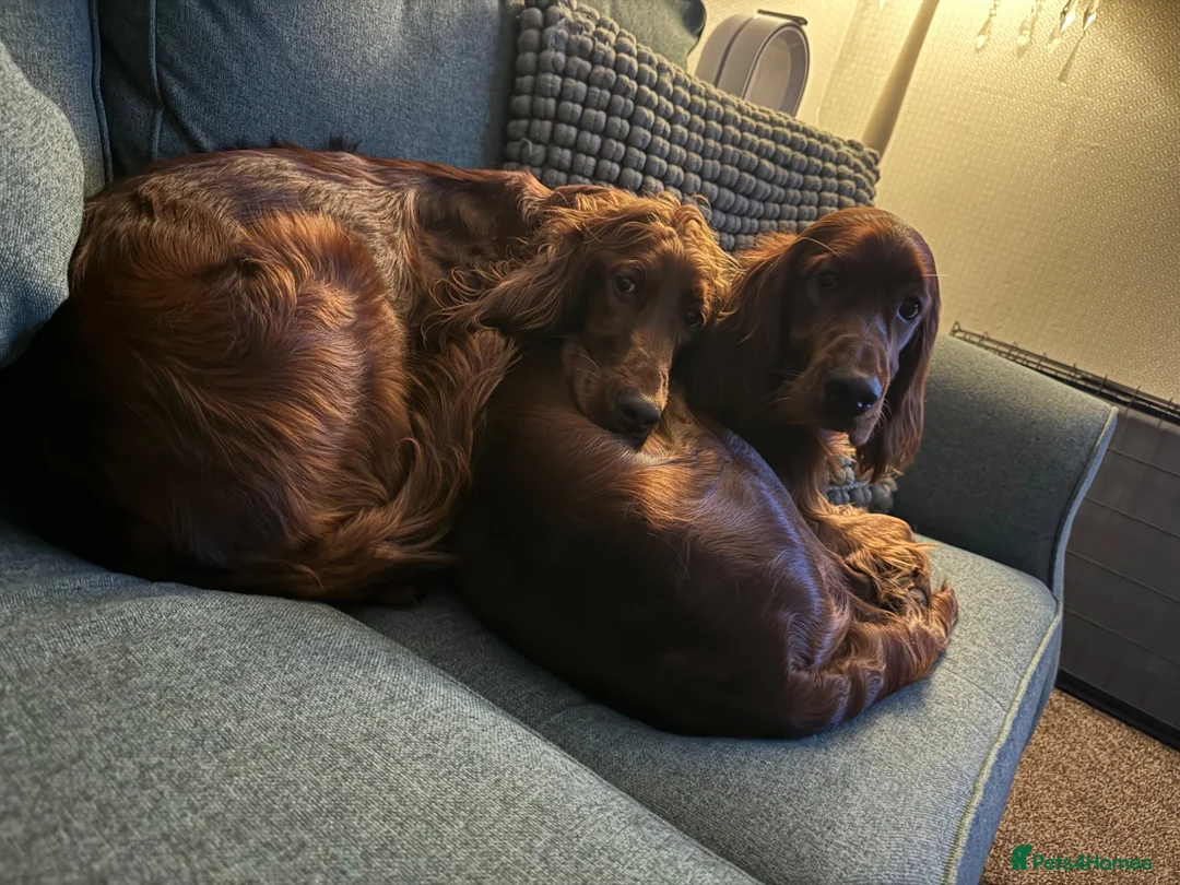Irish Setter dogs for sale: Pair of Irish Setters in Redcar - Advert 2