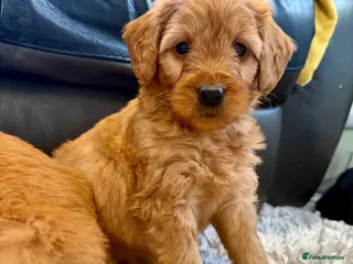 Mini Goldendoodle dogs Ready now Lovely Golden doodle puppies ready now - Advert 1