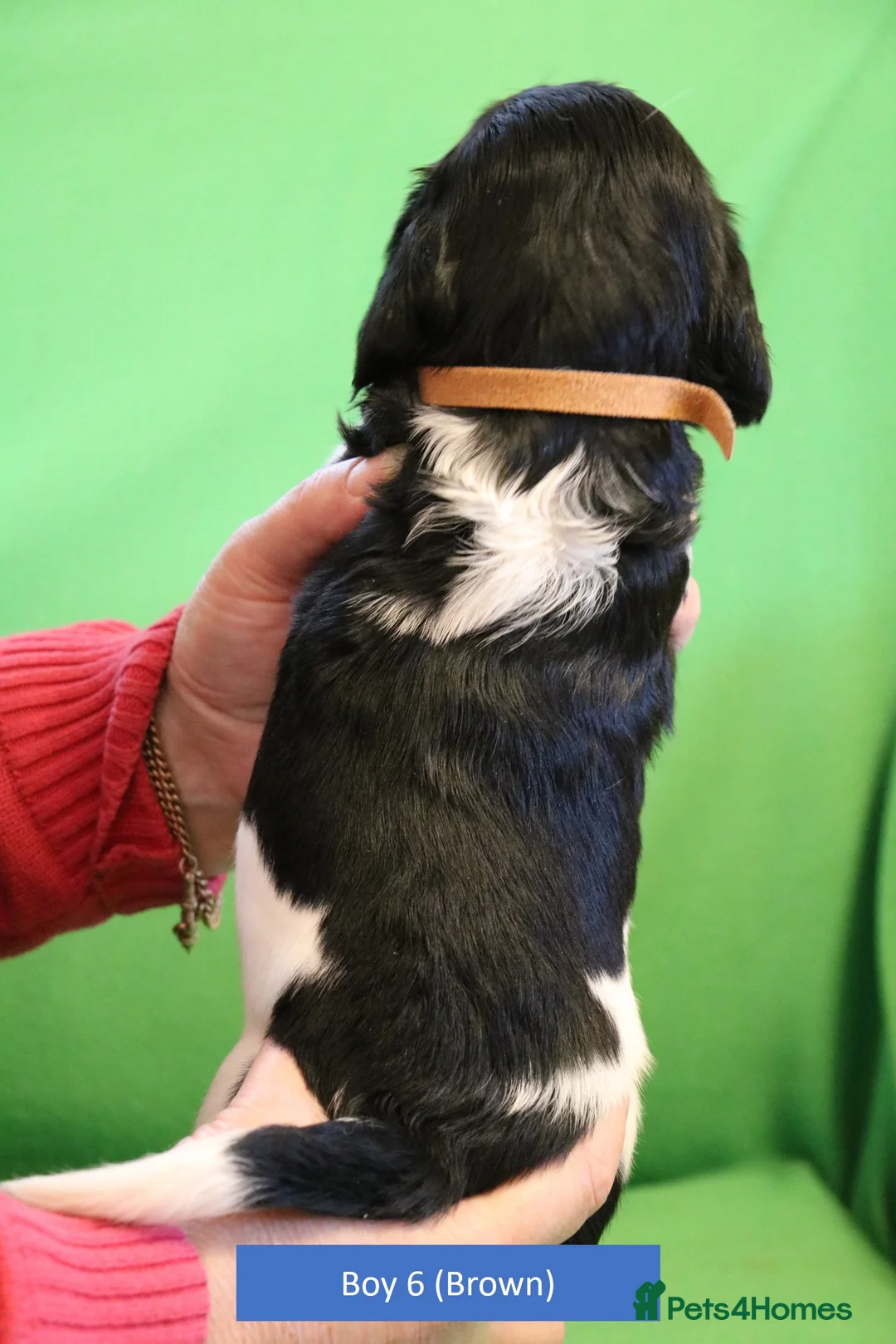 English Springer Spaniel dogs for sale: Health Tested English Springer Spaniel Puppies - Advert 11