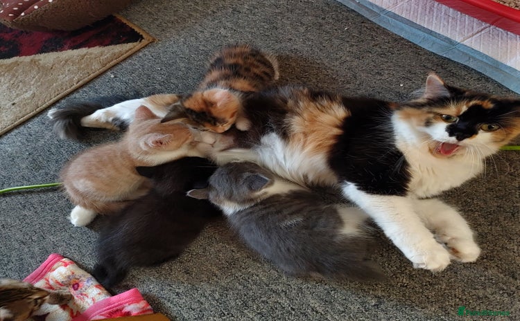 Mixed Breed cats - Advert 1