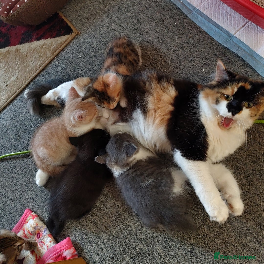 Mixed Breed cats for sale: For sale  - Image 1