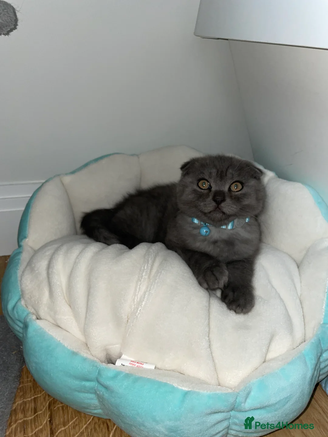 Scottish Fold cats for stud: Studd Scottish fold 200 - Image 7