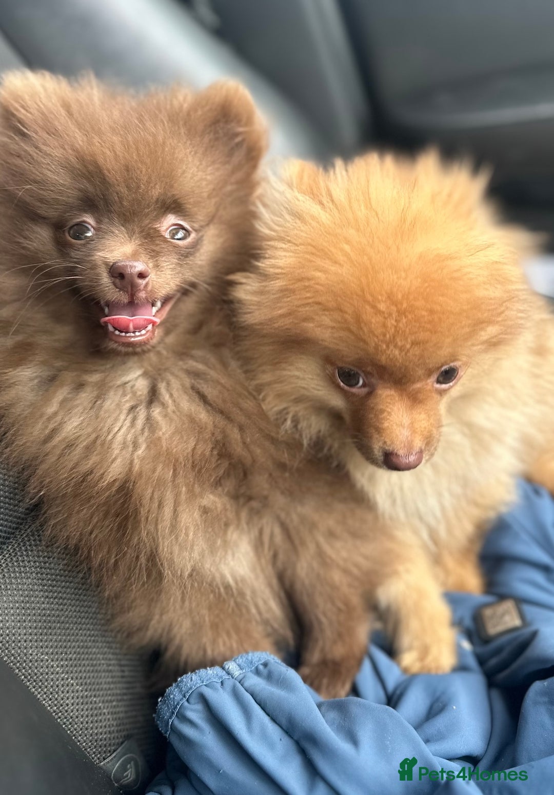 Pomeranian dogs for sale: Adorable Pom puppies 💙❤️ - Image 9