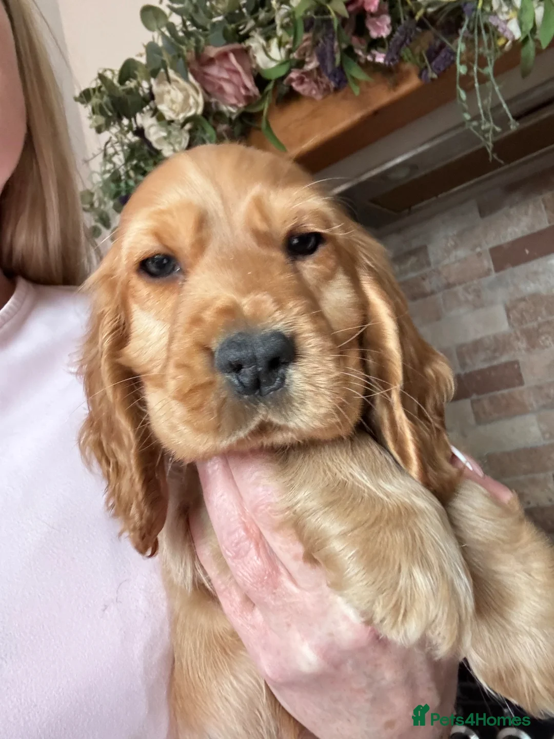 Cocker Spaniel dogs for sale: Golden Show Cocker spaniel boy  - Advert 9