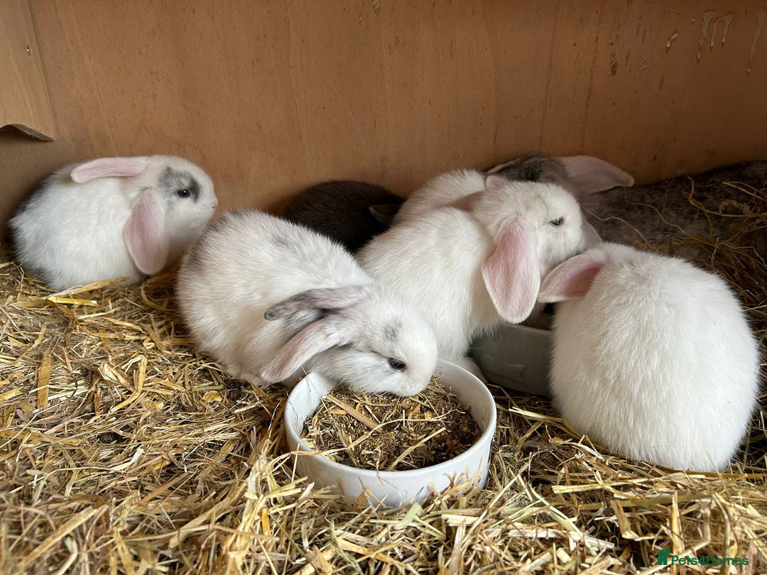 Mini Lop rabbits for sale: Beautiful mini lops bunnies,  various colours  - Image 6