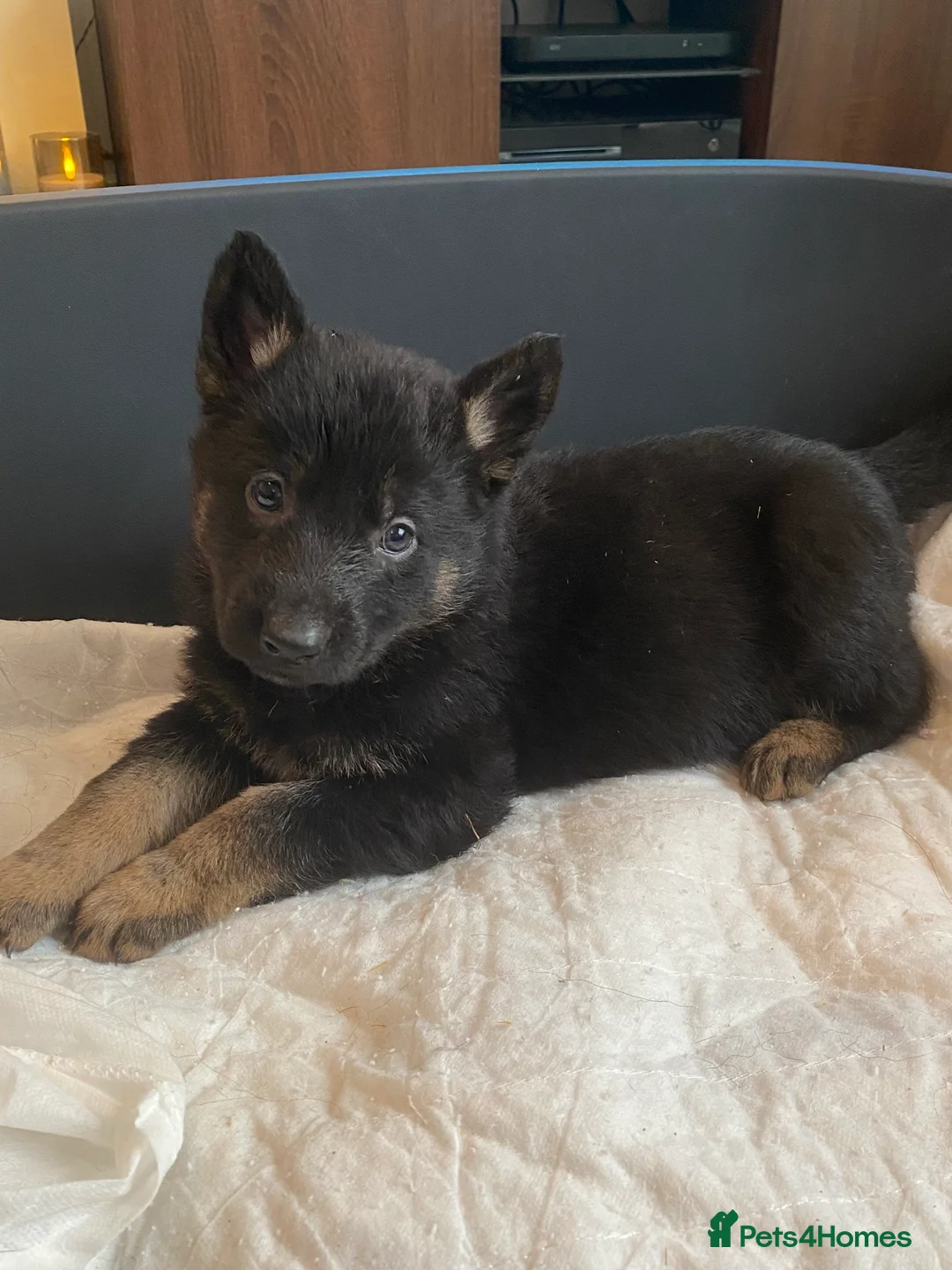 German Shepherd dogs for sale: German shepherd puppies  - Advert 40
