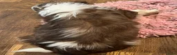 Shih Tzu dogs for sale: Adorable Shih Tzu puppies - Advert 4