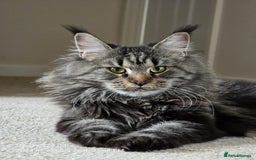 Maine Coon cats for sale: Female🍁🍂 - Image 3