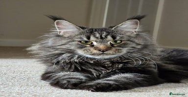 Maine Coon cats - Advert 4