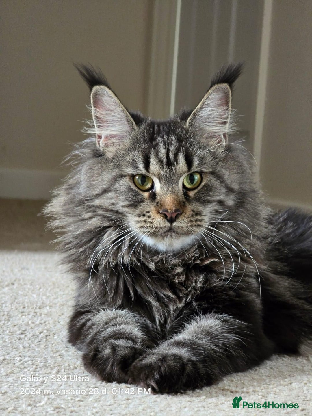 Maine Coon cats for sale: Female🍁🍂 - Image 3