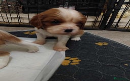 Cavalier King Charles Spaniel dogs for sale: King Charles cavalier puppies ready on 25th Sept! - Image 6
