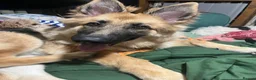 German Shepherd dogs for sale: German Shepherd (girl) - Advert 8