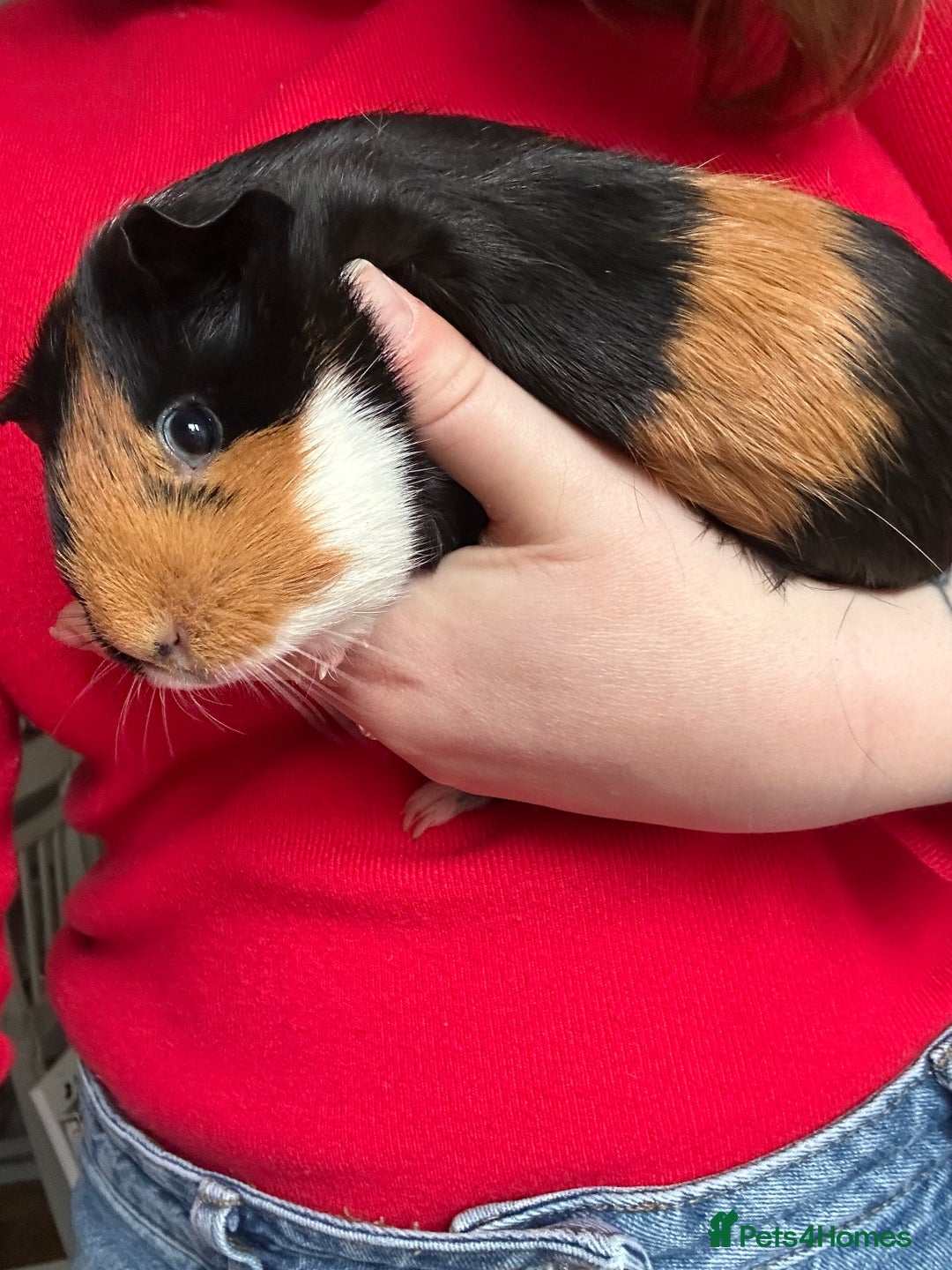 Guinea Pig rodents for sale: Guinea pigs and cage - Advert 2