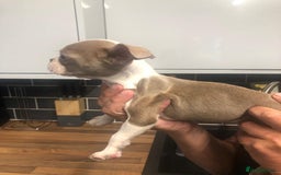 Boston Terrier dogs for sale: Beautiful KC Boston Terriers - Image 15