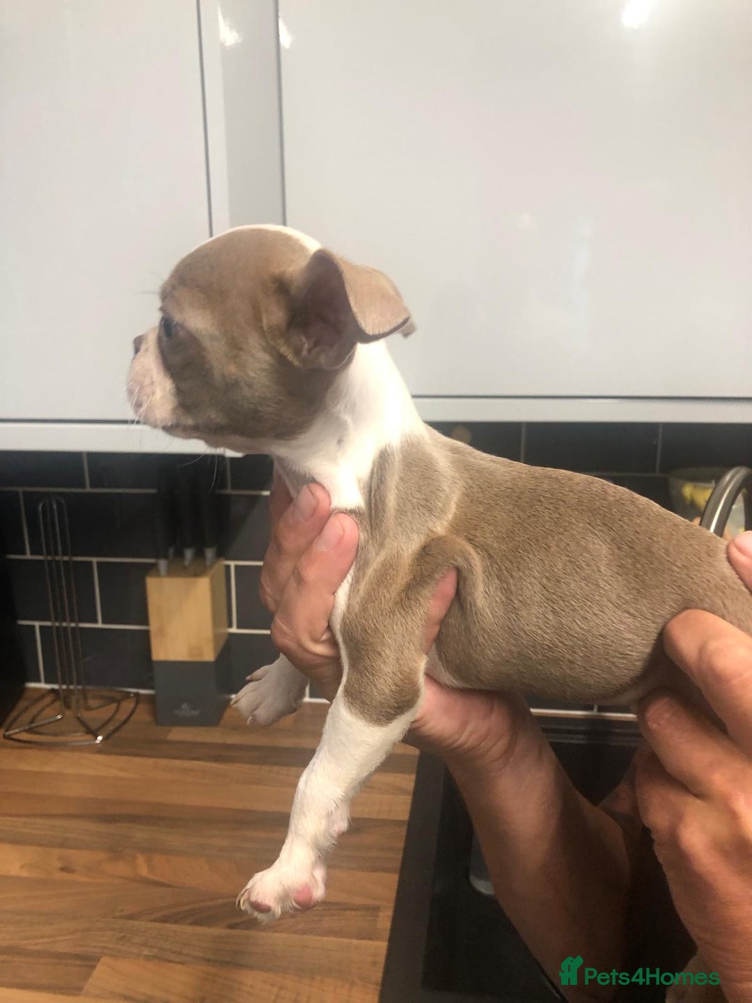 Boston Terrier dogs for sale: Beautiful KC Boston Terriers - Image 15