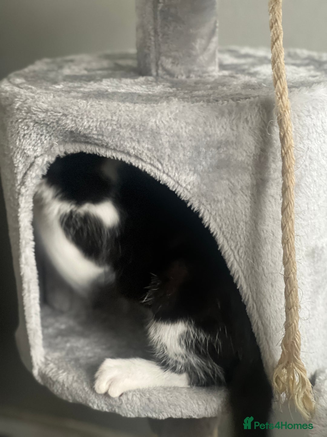 British Shorthair cats for sale: 11 Week Old Male Kitten Black & White Shorthair - Advert 16