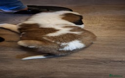 Saint Bernard dogs for sale: KC reg Saint Bernard puppies READY NOW - Image 11
