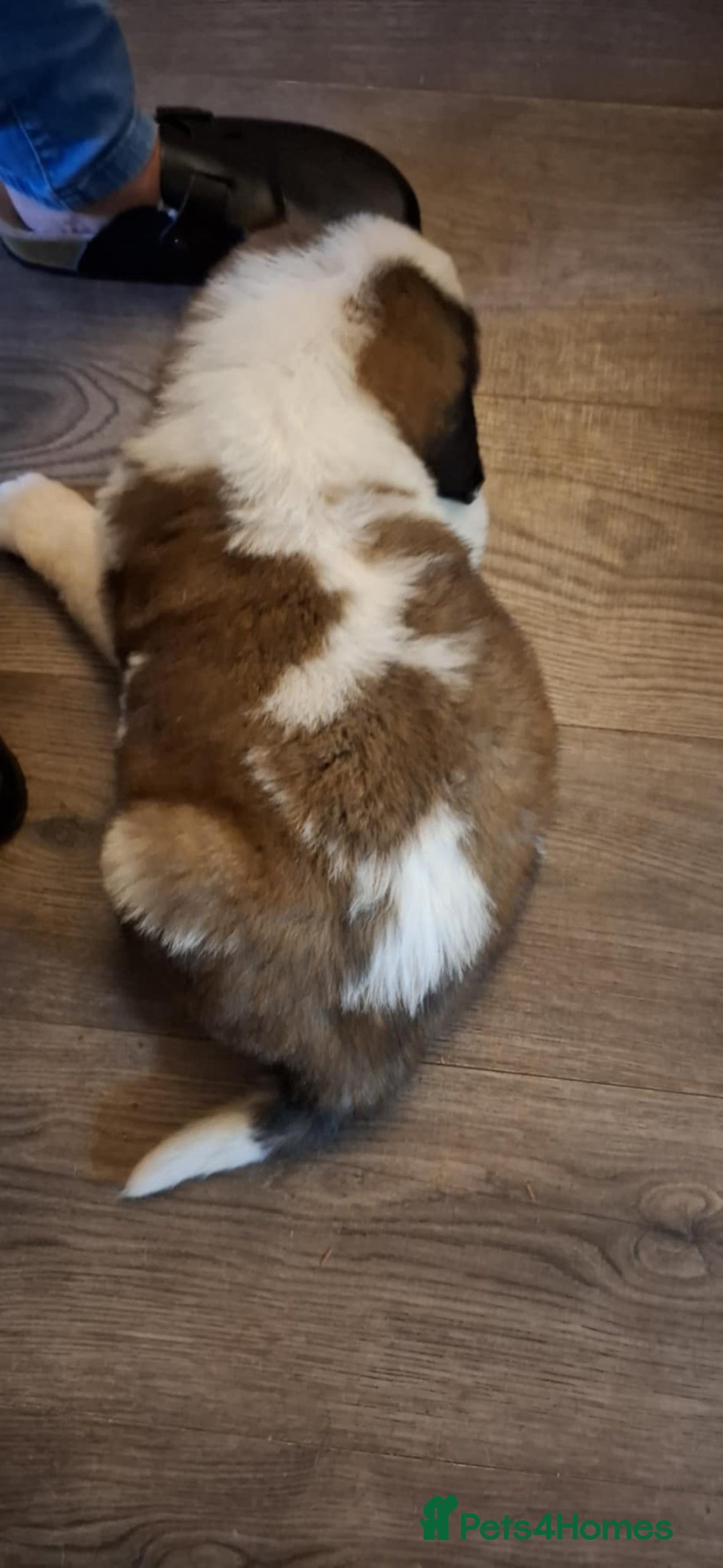 Saint Bernard dogs for sale: KC reg Saint Bernard puppies READY NOW - Image 11