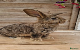 Mixed Breed rabbits for sale: Male rabbits looking for their loving homes.x  - Advert 1