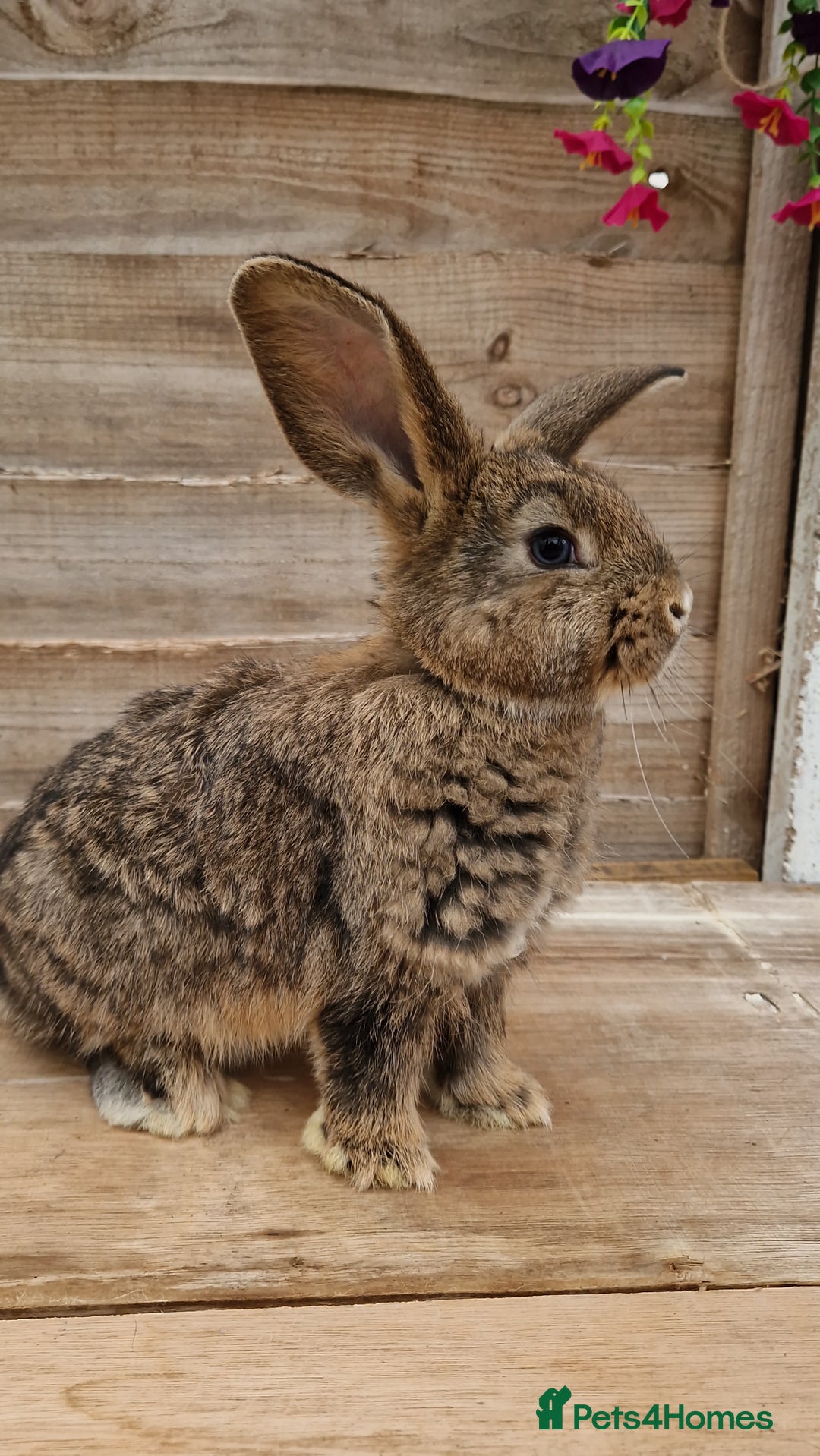 Mixed Breed rabbits for sale: Male rabbits looking for their loving homes.x  - Advert 1