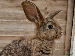 Mixed Breed rabbits - Advert 13