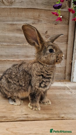 Mixed Breed rabbits Male rabbits looking for their loving homes.x - Advert 17