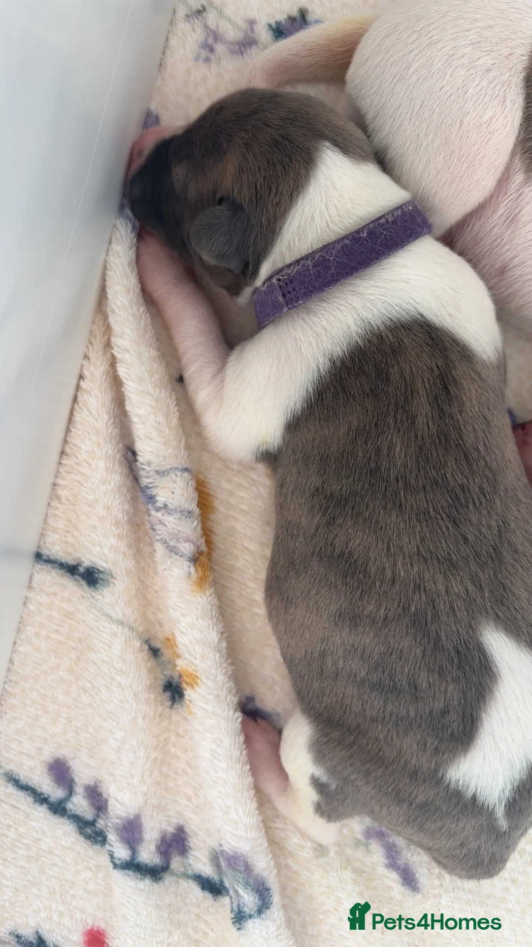 Whippet dogs for sale: 🌟 quality KC whippet pups 🌟 - Advert 21